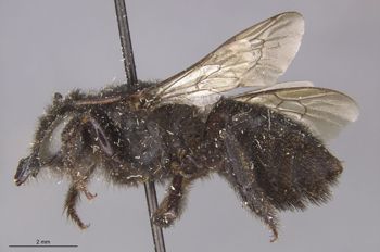 Media type: image;   Entomology 16205 Aspect: habitus lateral view